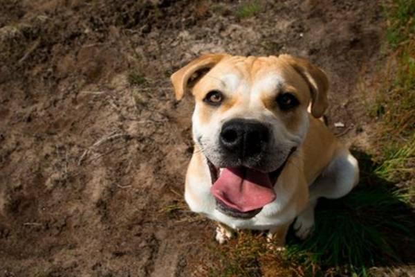 国产人与狗 第3张 国产人与狗 第3张